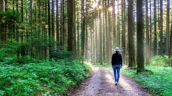 Walking in a wood